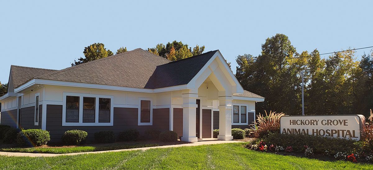 Hickory Grove Animal Hospital