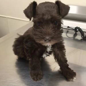 Hickory Grove Animal Hospital