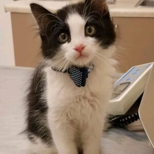 Hickory Grove Animal Hospital