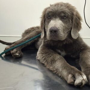 Hickory Grove Animal Hospital