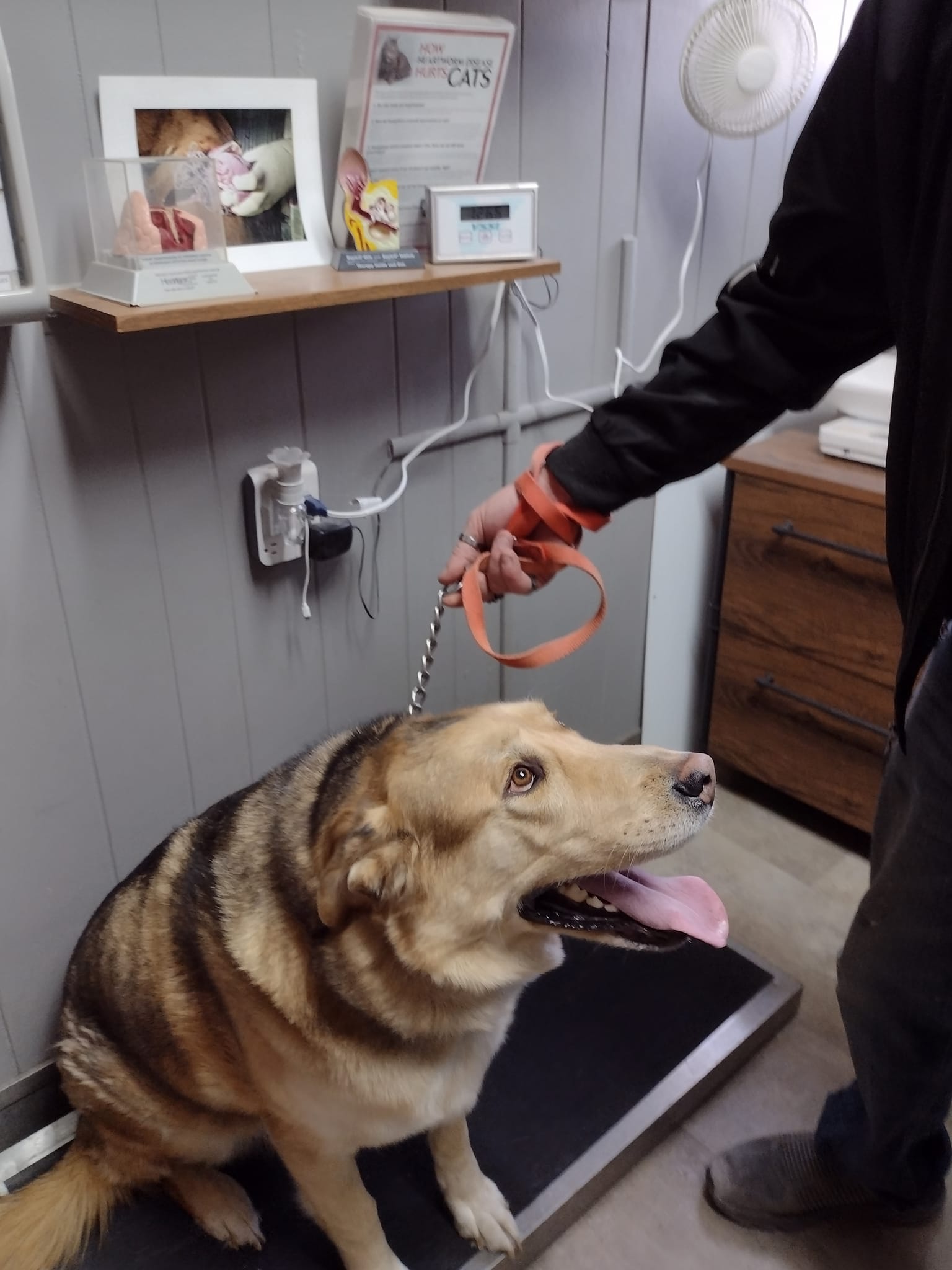 Animal Spay-Neuter Clinic