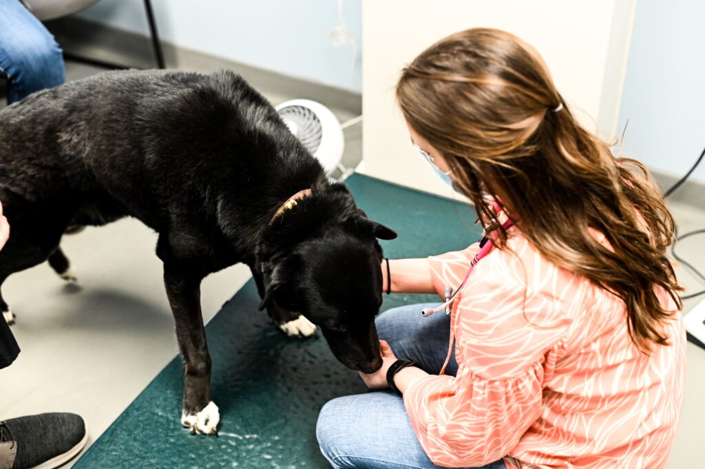 Johnson Animal Clinic