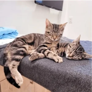 Petfolk Veterinary & Urgent Care - SouthPark