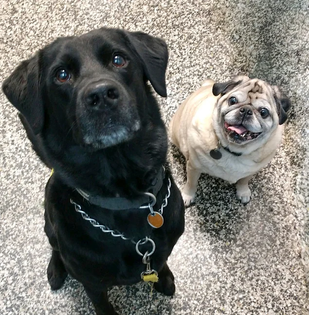 Americana Animal Hospital