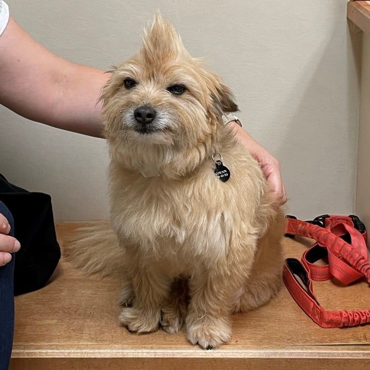 Gate City Animal Hospital