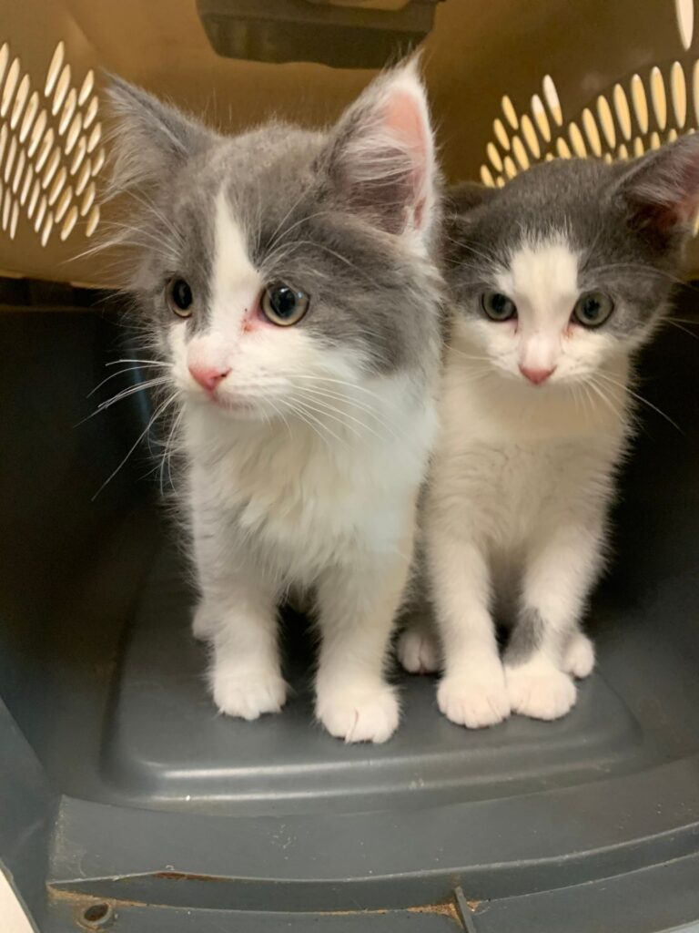 Gate City Animal Hospital