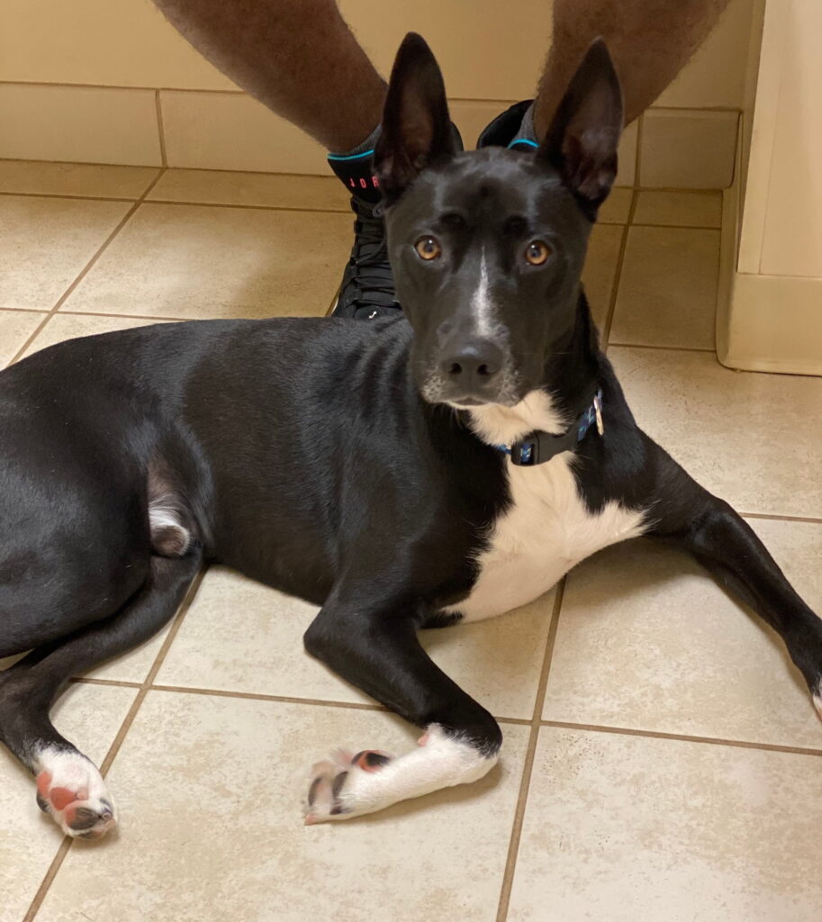 Gate City Animal Hospital