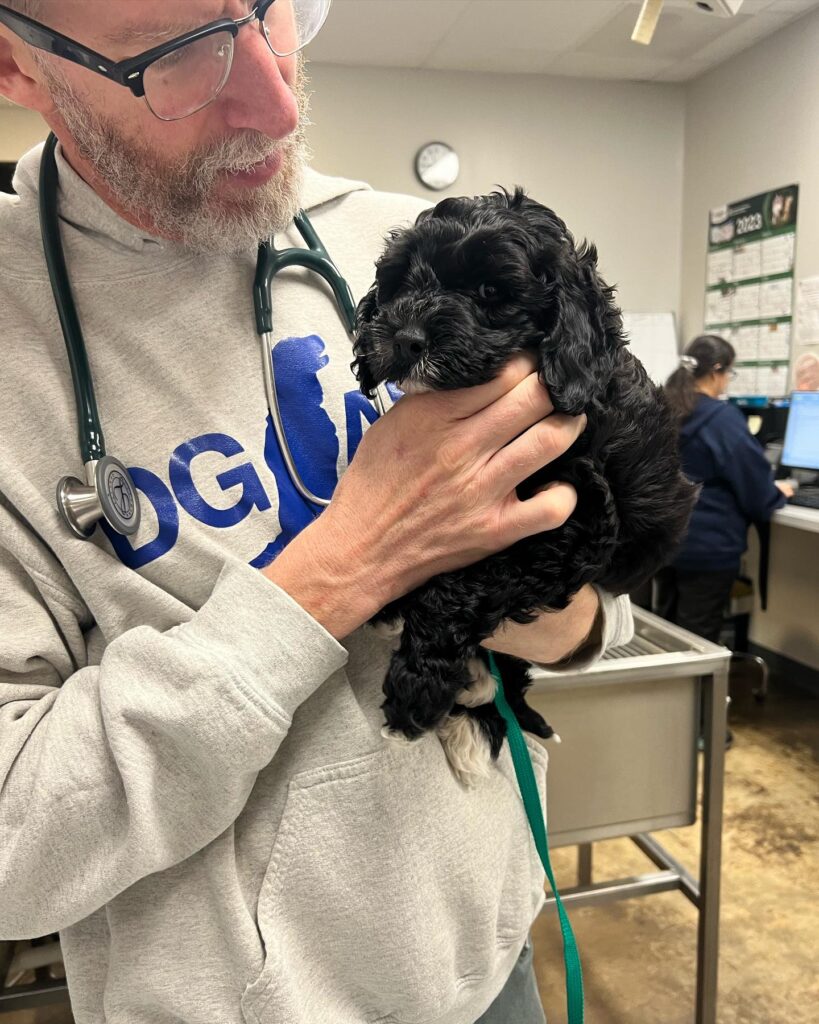 Downtown Greensboro Animal Hospital