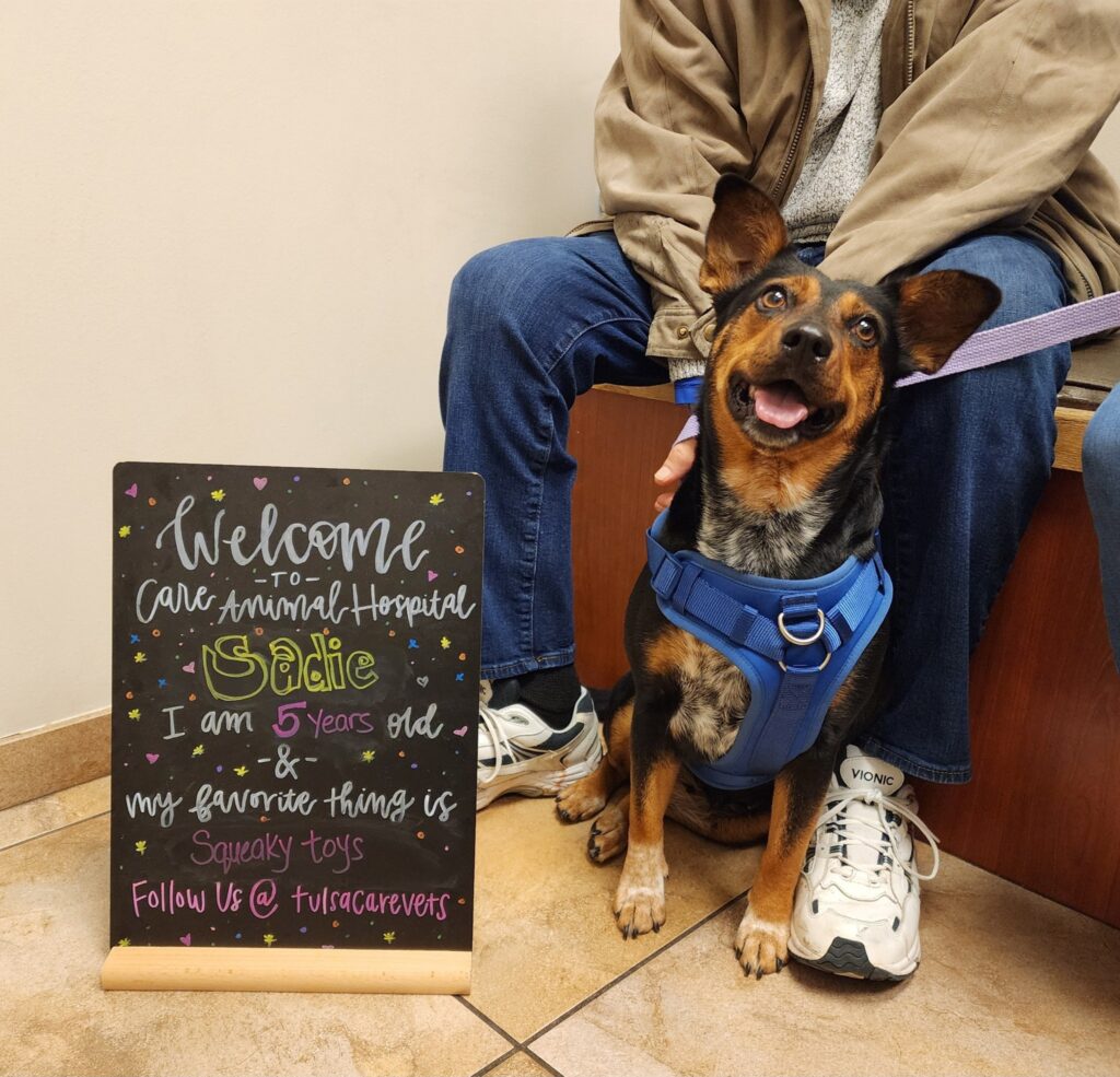 Care Animal Hospital