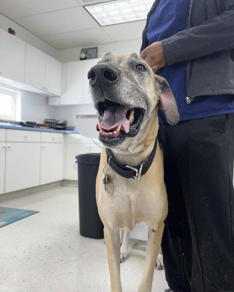 Armistead Avenue Veterinary Hospital