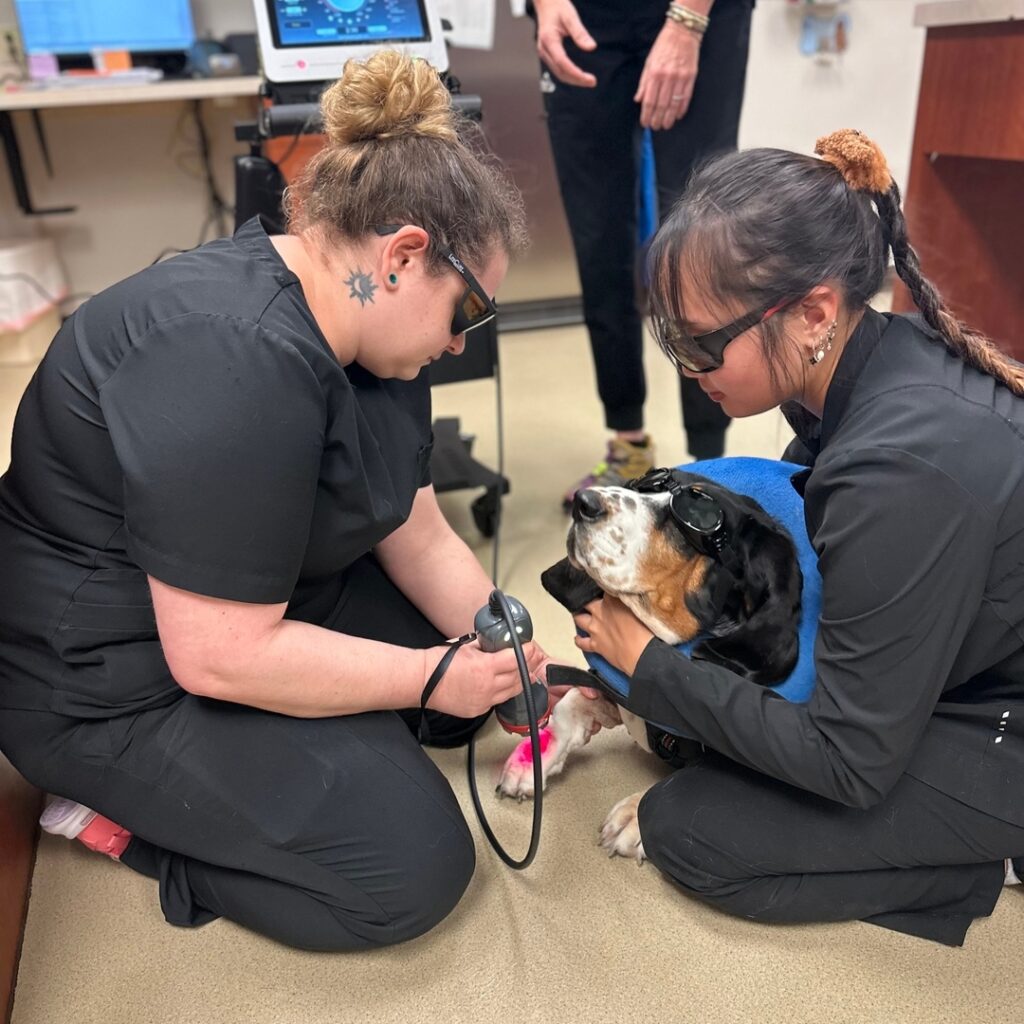 Care Animal Hospital