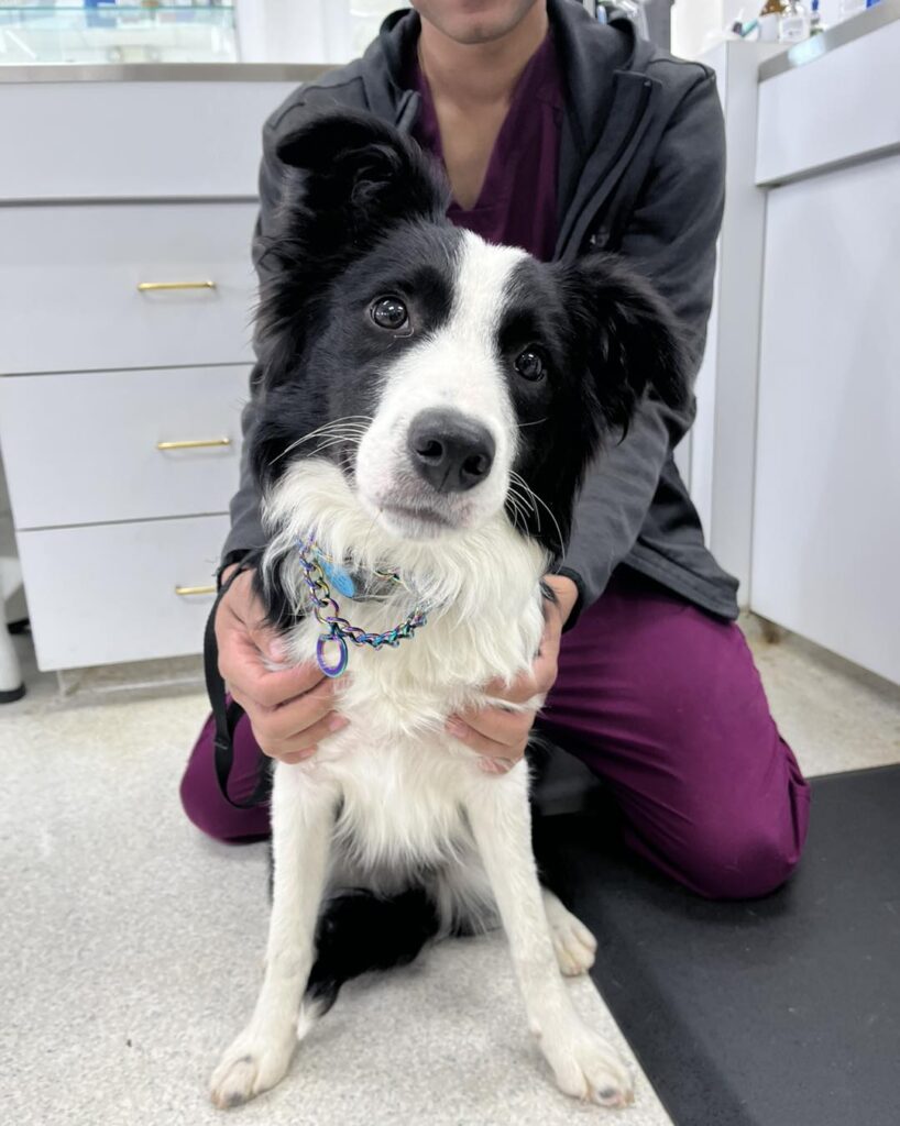 Armistead Avenue Veterinary Hospital