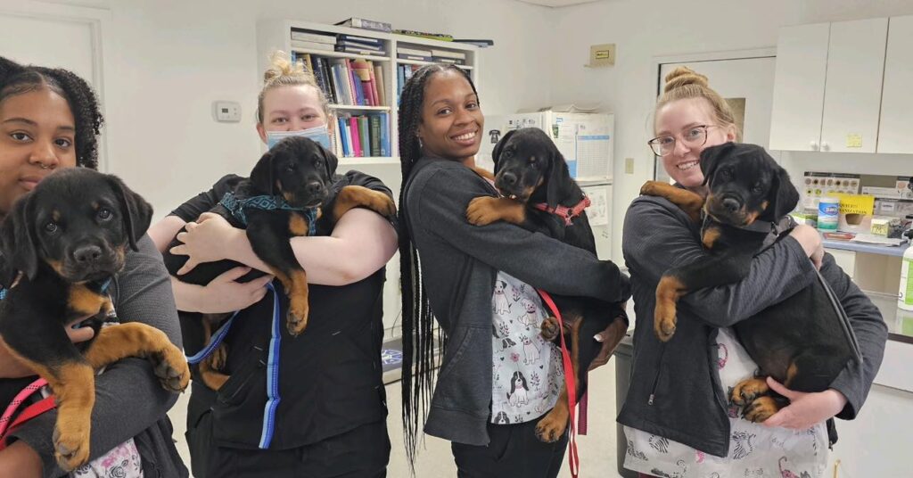 Armistead Avenue Veterinary Hospital
