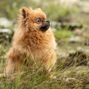 Del Norte Animal Clinic