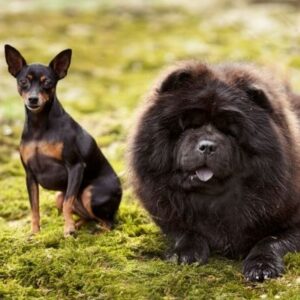 Del Norte Animal Clinic