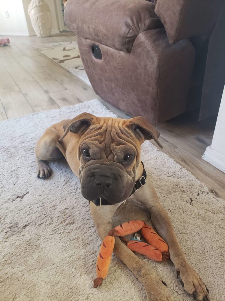 Acequia Animal Hospital