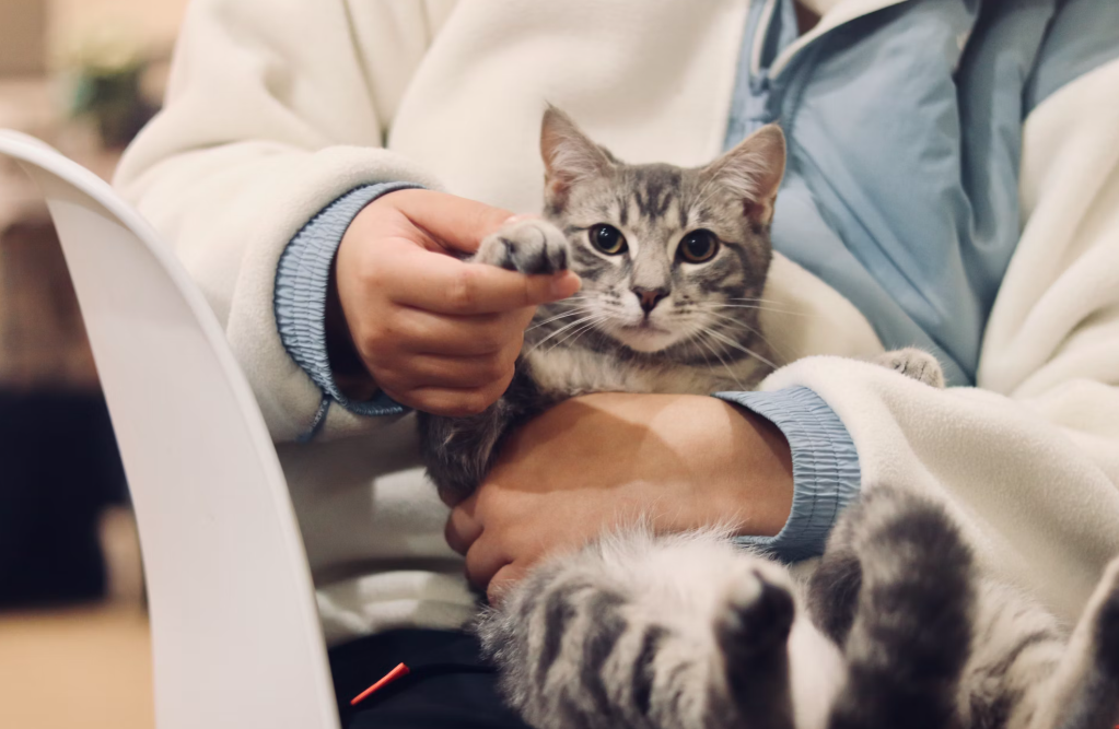 Pembroke Animal Hospital Inc